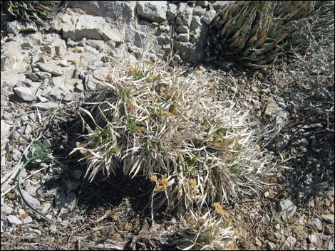 Rock Goldenrod (Petradoria pumila ssp. pumila)