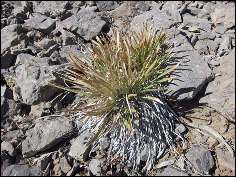 Rock Goldenrod (Petradoria pumila ssp. pumila)