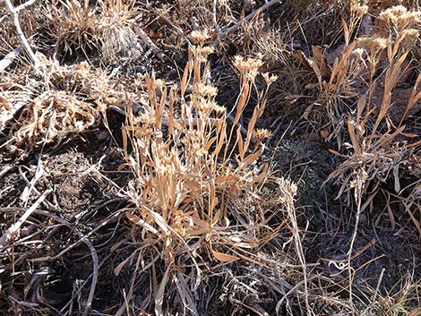 Rock Goldenrod (Petradoria pumila ssp. pumila)