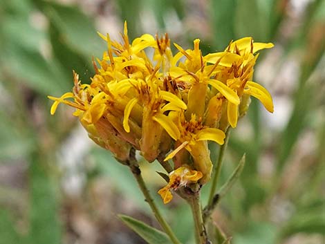 Rock Goldenrod (Petradoria pumila ssp. pumila)