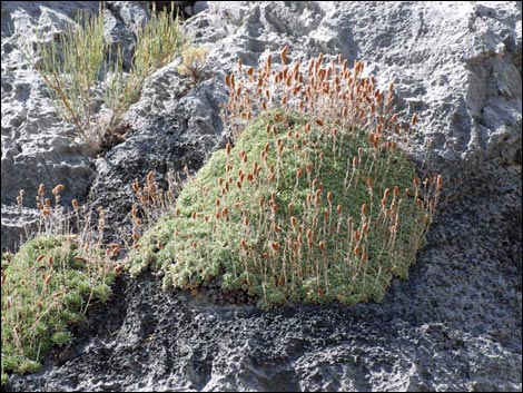 Mat Rockspirea (Petrophyton caespitosum)