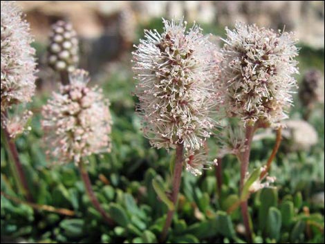 Mat Rockspirea (Petrophyton caespitosum)