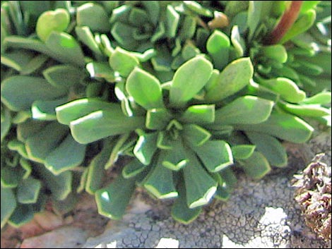 Mat Rockspirea (Petrophyton caespitosum)