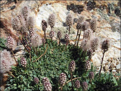 Mat Rockspirea (Petrophyton caespitosum)