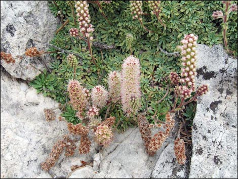 Mat Rockspirea (Petrophyton caespitosum)