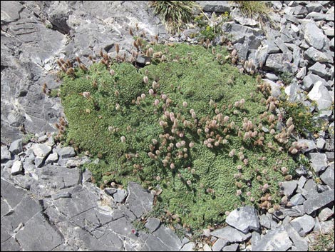 Mat Rockspirea (Petrophyton caespitosum)