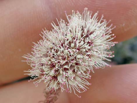 Mat Rockspirea (Petrophyton caespitosum)