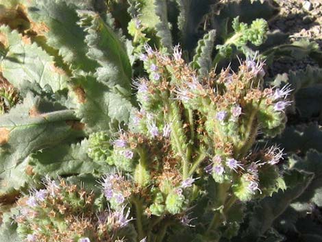 Palmer's Phacelia (Phacelia palmeri)