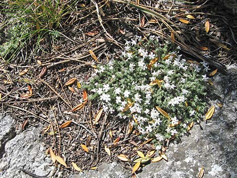 Dwarf Phlox (Phlox condensata)