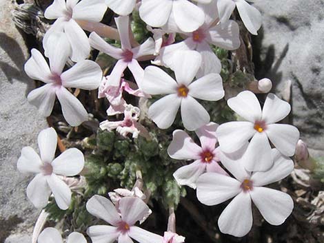 Dwarf Phlox (Phlox condensata)