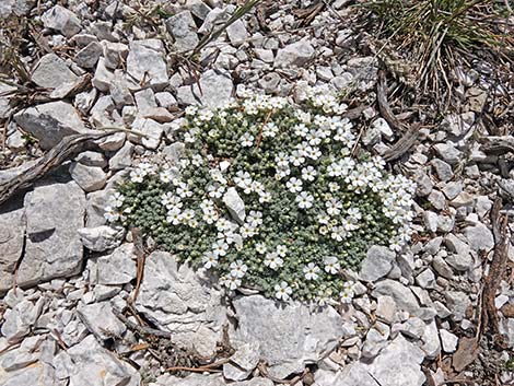 Dwarf Phlox (Phlox condensata)