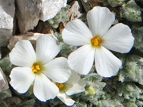 Dwarf Phlox (Phlox condensata)