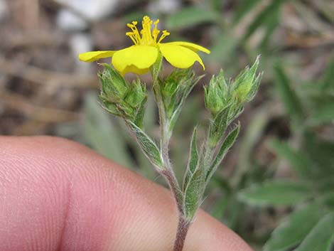 Woolly Cinquefoil (Potentilla hippiana)