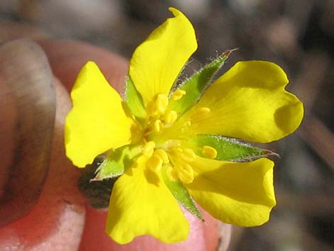 Woolly Cinquefoil (Potentilla hippiana)