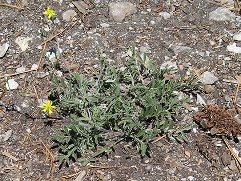 Woolly Cinquefoil (Potentilla hippiana)