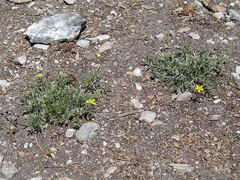 Woolly Cinquefoil (Potentilla hippiana)