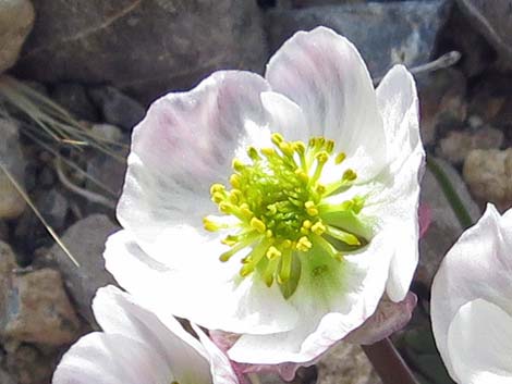 Anderson's buttercup (Ranunculus andersonii)