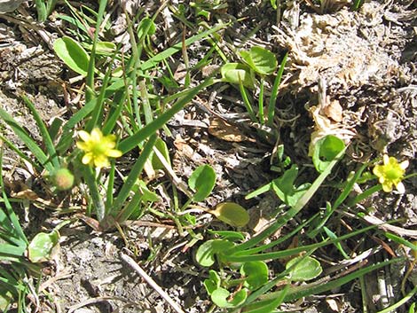 Alkali Buttercup (Ranunculus cymbalaria)