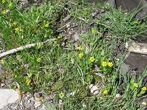 Alkali Buttercup (Ranunculus cymbalaria)