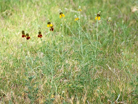 Upright Prairie Coneflower (Ratibida columnifera)