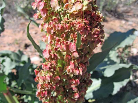 Wild Rhubarb (Rumex hymenosepalus)