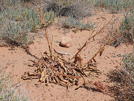 Wild Rhubarb (Rumex hymenosepalus)