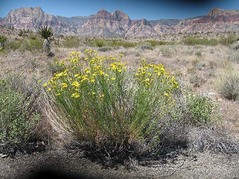 Smooth Threadleaf Ragwort (Senecio flaccidus var. monoensis)