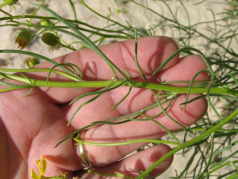 Smooth Threadleaf Ragwort (Senecio flaccidus var. monoensis)