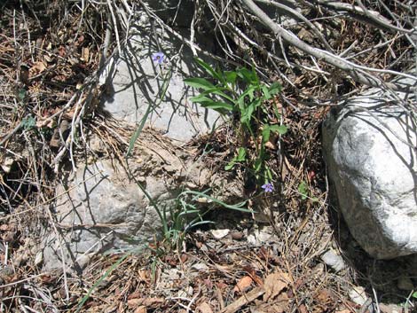 Stiff Blue-eyed Grass (Sisyrinchium demissum)