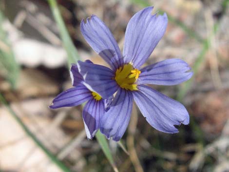 Stiff Blue-eyed Grass (Sisyrinchium demissum)