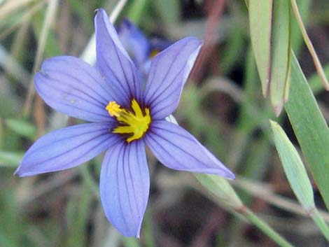 Stiff Blue-eyed Grass (Sisyrinchium demissum)