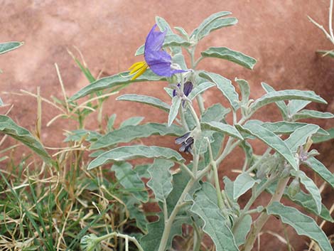 Silverleaf Nightshade (Solanum elaeagnifolium)