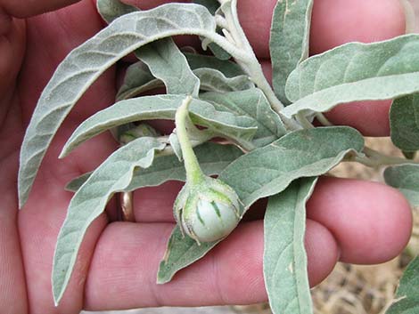 Silverleaf Nightshade (Solanum elaeagnifolium)