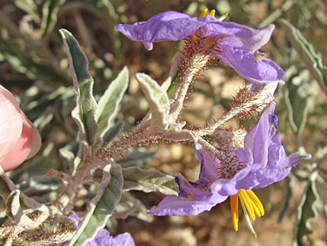 Silverleaf Nightshade (Solanum elaeagnifolium)