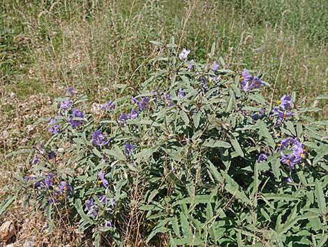 Silverleaf Nightshade (Solanum elaeagnifolium)