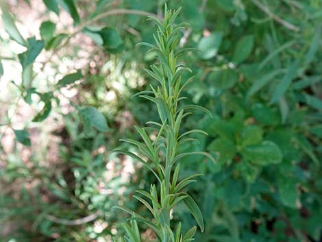 Nevada Goldenrod (Solidago spectabilis var spectabilis)