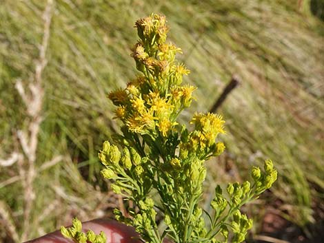 Nevada Goldenrod (Solidago spectabilis var spectabilis)