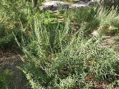 Nevada Goldenrod (Solidago spectabilis var spectabilis)