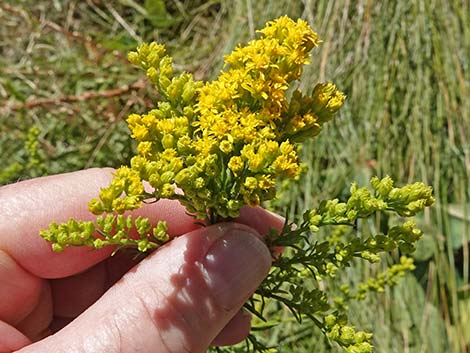 Nevada Goldenrod (Solidago spectabilis var spectabilis)