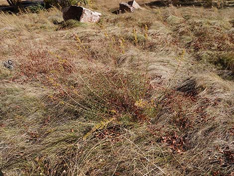 Nevada Goldenrod (Solidago spectabilis var spectabilis)