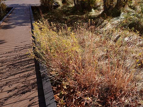 Nevada Goldenrod (Solidago spectabilis var spectabilis)