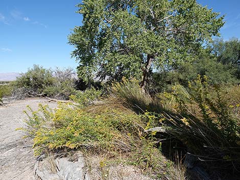 Nevada Goldenrod (Solidago spectabilis var spectabilis)