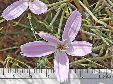 Small Wirelettuce (Stephanomeria exigua)