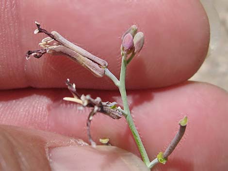 Heartleaf Twistflower (Streptanthus cordatus)