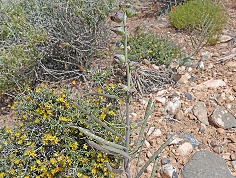 Heartleaf Twistflower (Streptanthus cordatus)