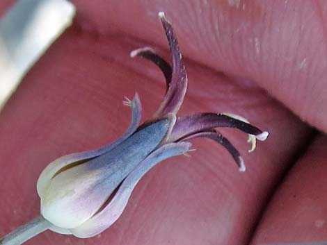 Heartleaf Twistflower (Streptanthus cordatus)