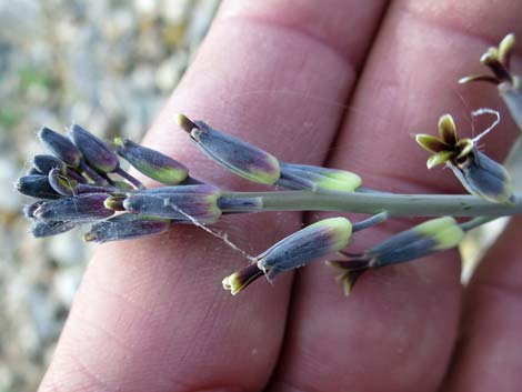 Heartleaf Twistflower (Streptanthus cordatus)