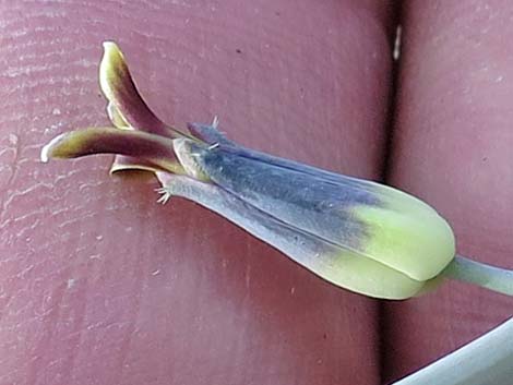 Heartleaf Twistflower (Streptanthus cordatus)