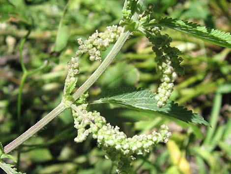 Stinging Nettle (Urtica dioica spp. holosericea)