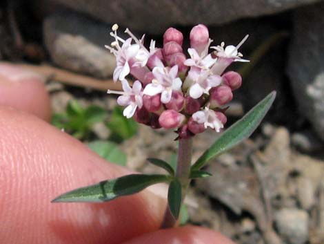 Coville's Dwarf Sand Verbena (Abronia nana var. covillei)